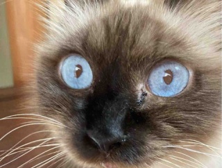 【猫日記】猫同士の毛繕いの注意