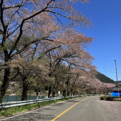 飛騨かなやまの桜　開花状況 2026