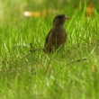 今日の野鳥　カワラヒワ・スズメ