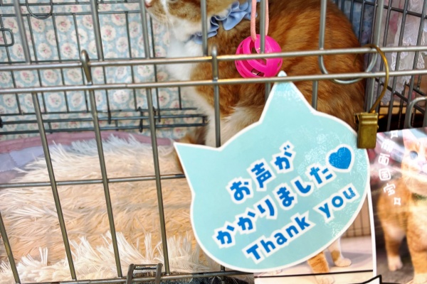 猫とお酒と日々のこと Powered by ライブドアブログ