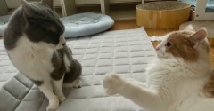 じゃれ合いの意外な結末！？