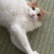 子猫の頃に使っていたものの話と見事な排雪風景