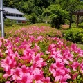 大池寺