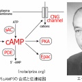 第71回ノーベル生理学・医学賞 サザランド「ホルモンの作用機作に関する発見」セカンドメッセンジャー(cAMP)の発見