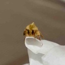 オオタバコガのラッキーちゃん（2026/01/19）