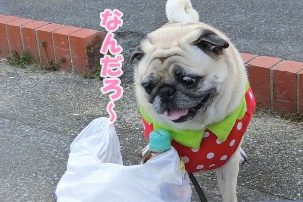 はなパグ