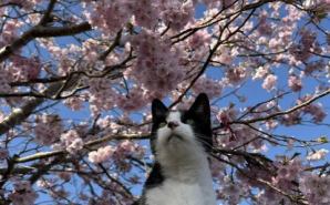 春の主役！桜を背負う孤高の猫