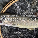 【フライフィッシング】山女魚は先行者に釣られている？