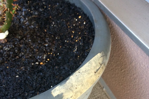 A Tiny Little Veranda Garden ﾟ ベランダガーデニングの始め方 マンション大規模修繕