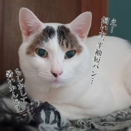 猫も更年期あるのかしら？と、紫色の宝石レジンつくりました。