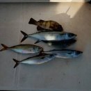 寒いとあんまり釣れまへん！