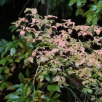 松之山温泉山の森のホテル　ふくずみ