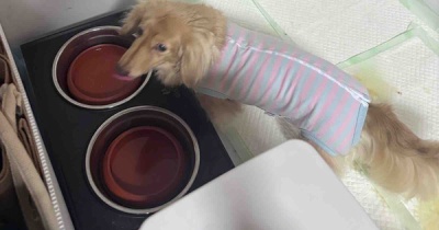 モコちゃん明日復活予定。