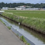 【画像】X民「用水路に白鳥おるやんけ！」→近づいてみた結果ｗｗｗｗ