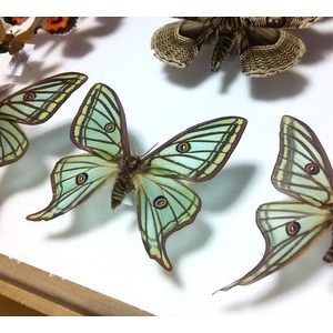 イザベラミズアオの学名 : Insect trails