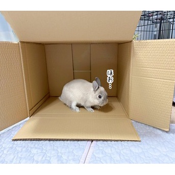 うさぎのルリ(4/22追記)