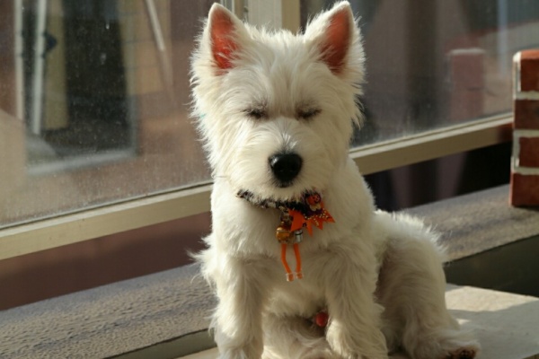 たかシェフゆきち