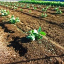 海外「天才的なアイディアだ！」日本で発明された野菜の苗植えの効率を劇的に向上させるペーパーポットに対する海外の反応