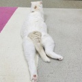 Megさんのお当番日記『クルクル回る』。