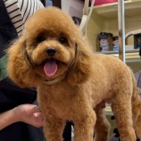 『大変身トイプードル🐾ミミちゃん』の画像