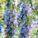 冴ゆる朝の慈しき虹光 Eternal Grace