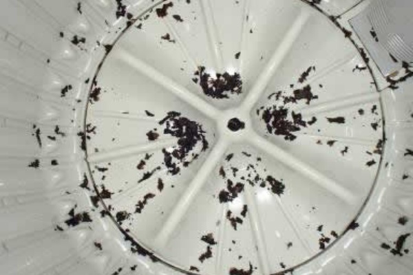 ちび猫 ぴろぴろワカメと本気で戦う ちび猫は迷走する