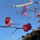 休日模様～花のある生活を過ごしてみる