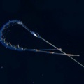 5月18日　刺激的な水中生物