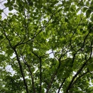 アマチュアギター愛好家YouTubeチャンネルリスト2026