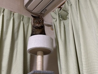 亡き猫の気配　20260115