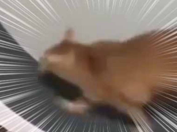 【ネコ】 暖かくなってきた。そろそろダイエットを始めよう！ → 猫、明日から本気出す…