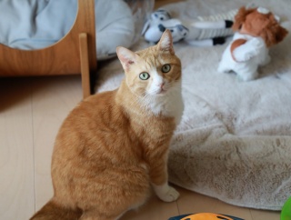 光を浴びたい猫。