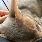 おヒゲが切れてもお毛毛薄くても、かわいいぼくちん