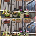 ベランダの花