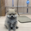 こんにちは！今回はポメラニアン特集⁉️