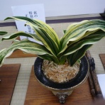 万年青　神奈川県支部の有志