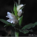 ぶらっと高尾山Ⅱ　2025/10-2