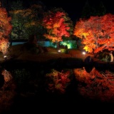 姫路好古園　紅葉ライトアップその2