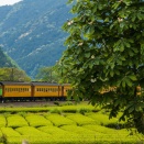 4月の川根路　朴の木の花とパーシー