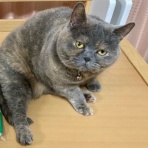 セブンカルチャークラブ上尾テニススクールblog