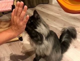 いつも私の分だけお菓子や食事を「うっかり」忘れるトメ。嫁姑戦争するのも面倒なのでスルーしてたけど、何度も繰り返されてさすがに腹が立ってきたのでＤＱＮ返しを決行！