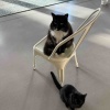 【ポチクロ猫日記】猫たちと転がって【トライアル２７日目】