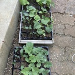 気比野菜（減農薬・無農薬で米・野菜作りに挑戦）