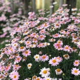 �ء�ī�Τ������۶۵޻������������Ƴع����ٶȤˤʤä����˵ٶ���λҤɤ⤿���˸����Ʋ����Ǥ��뤳�Ȥ��������Ȼפ��Ĥ����Τ��������Ǥ���ɤ�ʹ�����Ǥ��������θ��ſ���Ǥ����٤β���