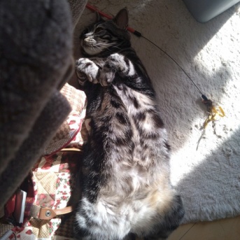 実物のﾈｺﾁｬﾝたちセカンド116