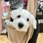 名古屋市西区 ペットショップ ワンラブ ヨシヅヤ名古屋名西店のスタッフブログ