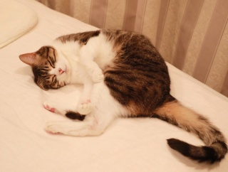 ナデナデ待ちの猫。