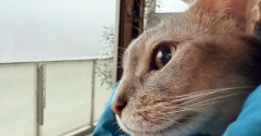 楽天スーパーセールでポチったもの　それにしても雨がすごかった…