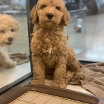 三重県伊勢市 ペットショップワンラブ バローミタス伊勢店のスタッフブログ