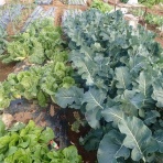 果樹と野菜の栽培時々釣り、横須賀(新)